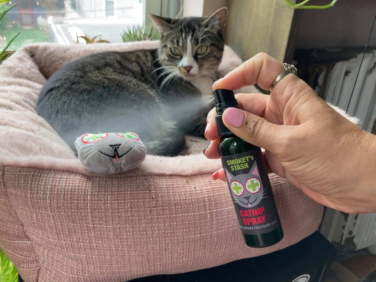 Organic Catnip Spray for Cats – Cat Toy & Scratching Training Spray