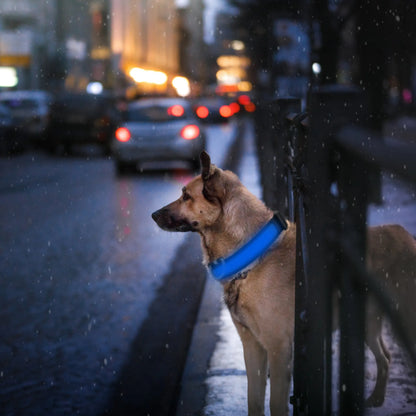 LED Dog Collar