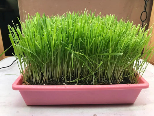 Cat Grass Garden Kit – Organic Non-GMO Cat Grass Planter for Indoor Cats