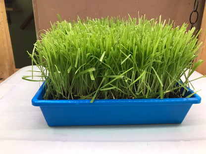 Cat Grass Garden Kit – Organic Non-GMO Cat Grass Planter for Indoor Cats