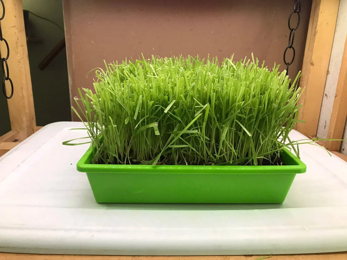 Cat Grass Garden Kit – Organic Non-GMO Cat Grass Planter for Indoor Cats