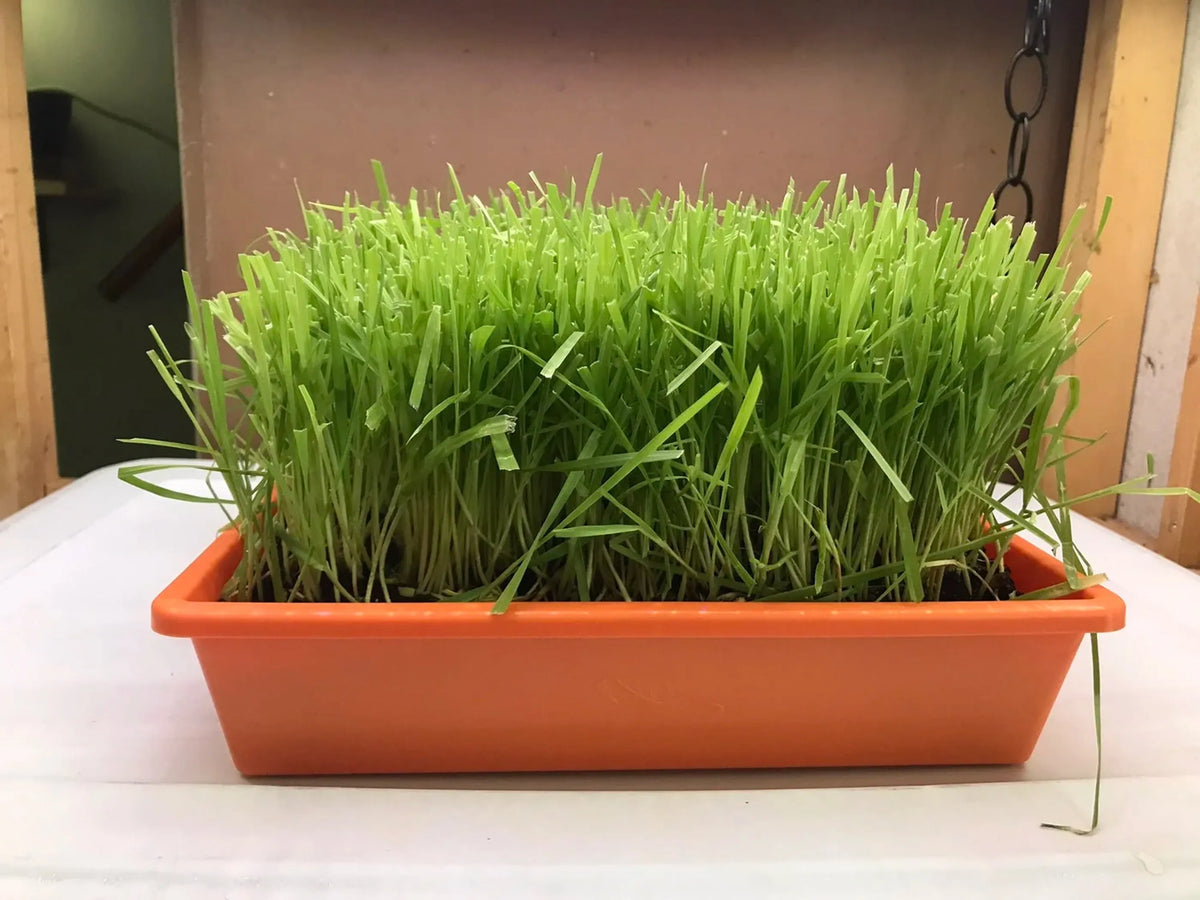 Cat Grass Garden Kit – Organic Non-GMO Cat Grass Planter for Indoor Cats