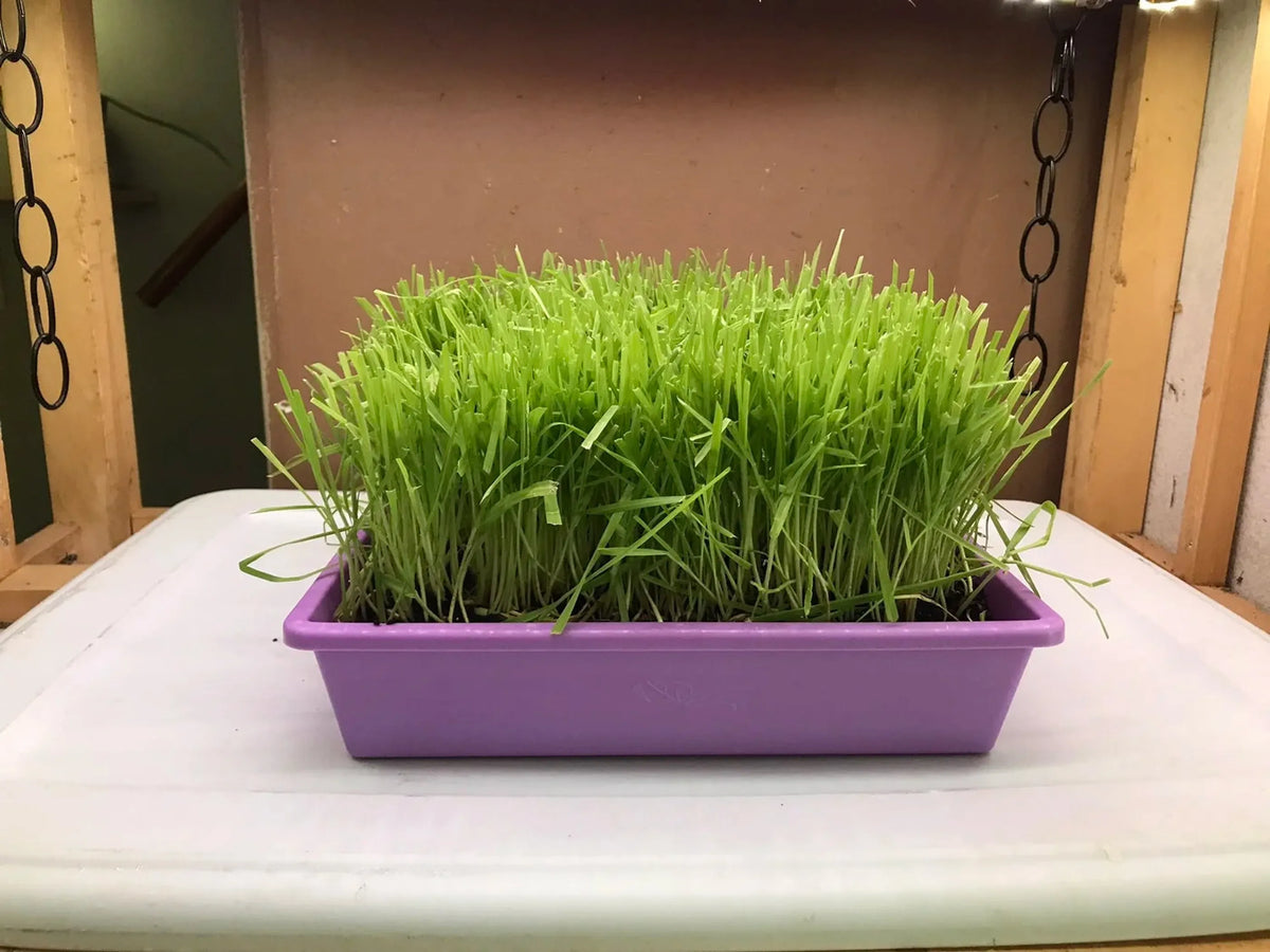 Cat Grass Garden Kit – Organic Non-GMO Cat Grass Planter for Indoor Cats