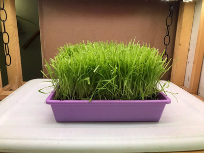 Cat Grass Garden Kit – Organic Non-GMO Cat Grass Planter for Indoor Cats