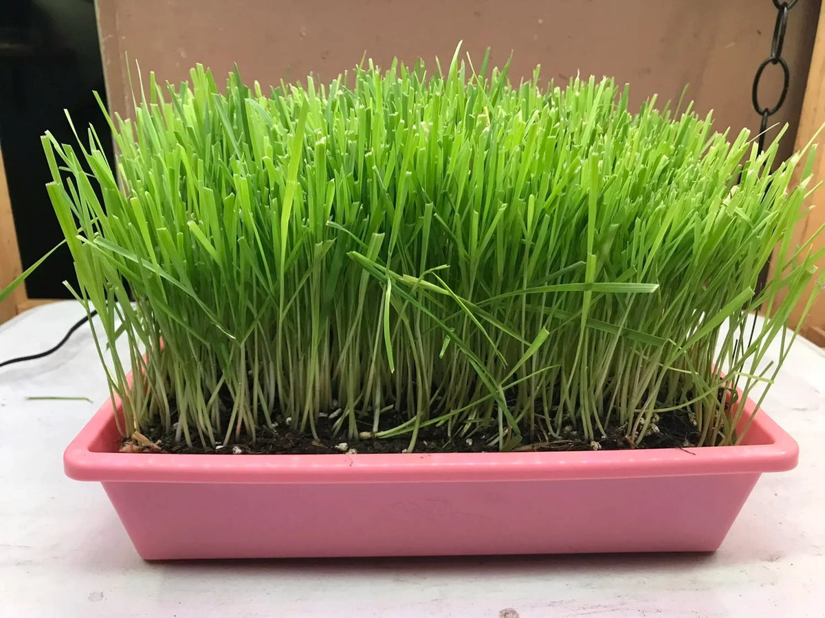 Cat Grass Garden Kit – Organic Non-GMO Cat Grass Planter for Indoor Cats