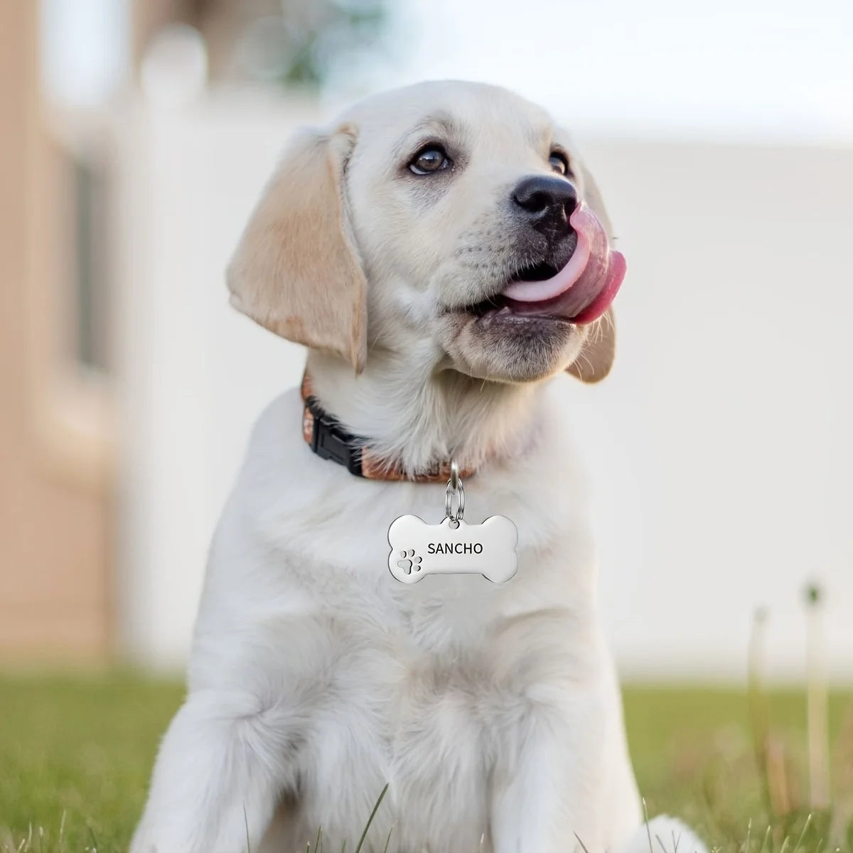 Custom Engraved Dog ID Tag – Personalized Name & Phone Number with Wavy Line Design