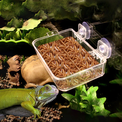 1/2PCS Reptile Feeder Bowl with Suction Cup – Anti-Escape Food & Water Dish for Chameleons, Iguanas, Lizards & Snakes